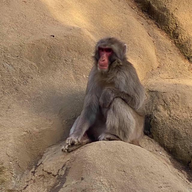 親親大自然🇯🇵😚 高野山猴園・野草園