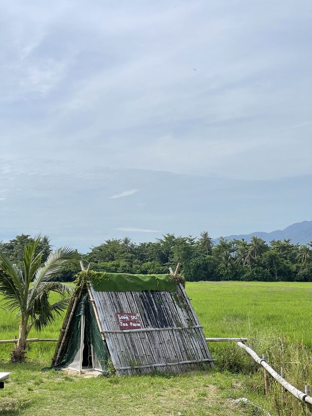 Little Tea Farm @ Balik Pulau, Penang