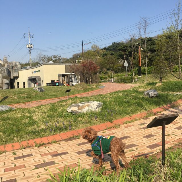 반려견과 함께 신정호 산책, 그리고 커피 한 잔 
