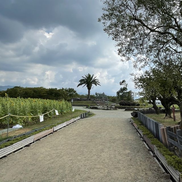 【大阪府】ひまわり畑で過ごす夏休み！