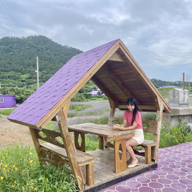 전남 신안의 퍼플섬 !! 보라보라마을 💜💜💜