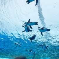 【池袋】サンシャイン水族館
