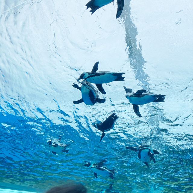 【池袋】サンシャイン水族館