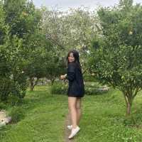 สวนส้มจินจู @แม่ริม จ.เชียงใหม่
