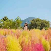 🍂제주에서 찐 가을 만나고싶은사람 주목! [선셋's Pick 제주 가을명소 모음집]
