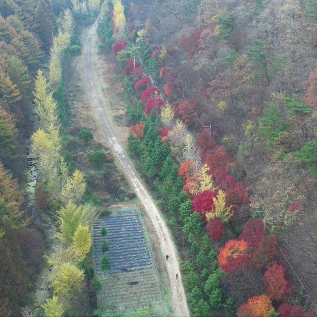 Recreational Forest in Nonsan