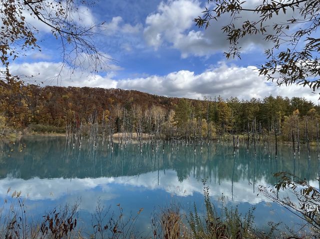 北海道超有名景點—青い池😍😍😍