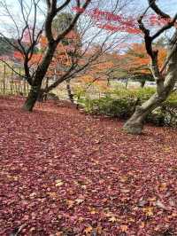 【福岡】天王院の紅葉