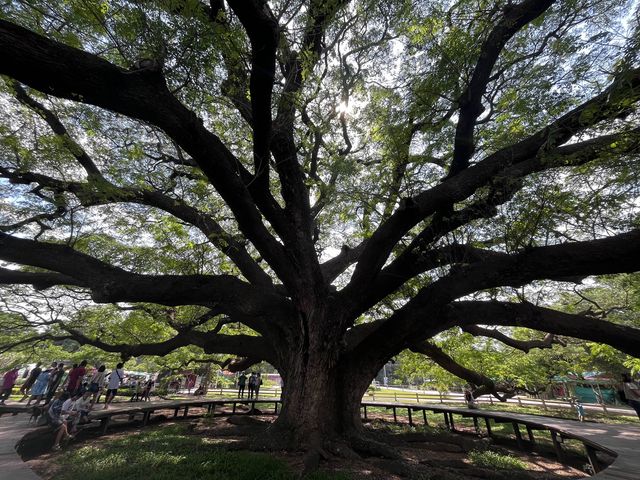 ต้นจามจุรียักษ์ 🌳🌳
