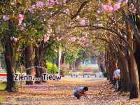 ซากุระใกล้กรุงบนถนนสายโรแมนติก@ม.เกษตรฯ กำแพงแสน