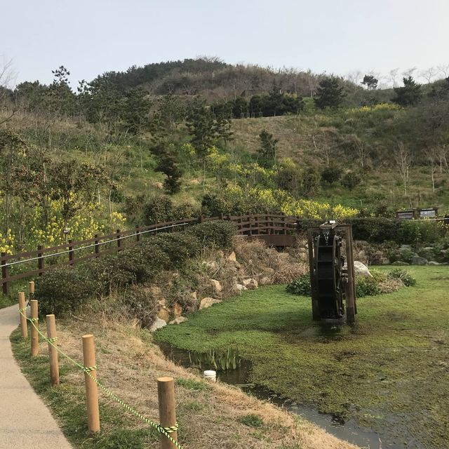 부산 오륙도 수선화가 예뻐요