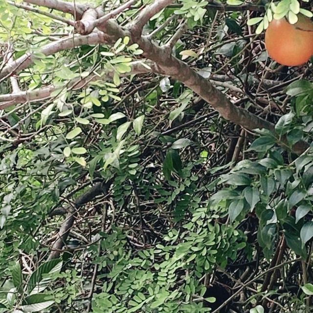 秋高氣爽，港島行山樂！
