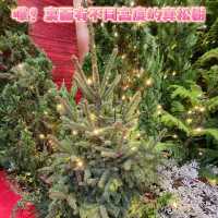 北歐森林聖誕夢幻世界🎄 ~ 銅鑼灣時代廣場