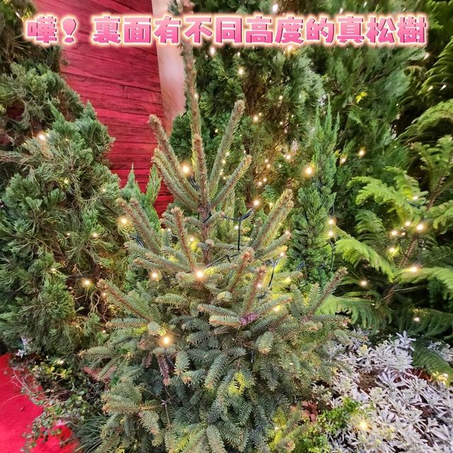 北歐森林聖誕夢幻世界🎄 ~ 銅鑼灣時代廣場
