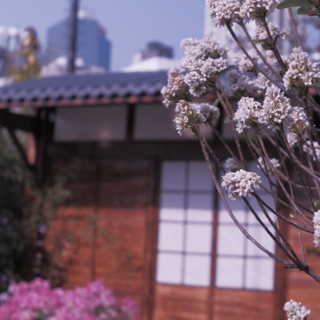 花多人也多的2023花展 花多人也多的2023花展