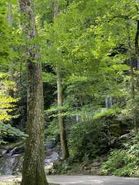 Roaring Fork Motor Natural Trail