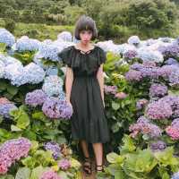 陽明山花季