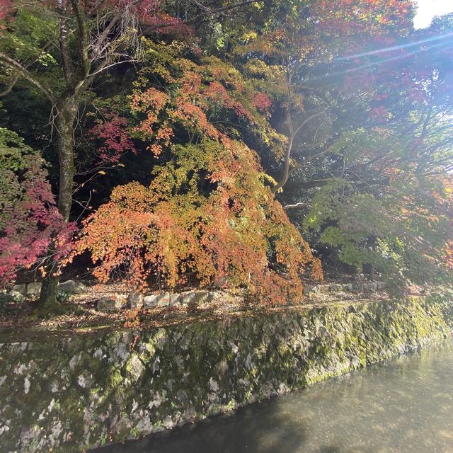 從銀閣寺往永觀堂 - 踏哲學之道看秋楓