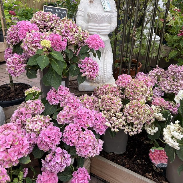 英國🇬🇧買花賞花好去處
