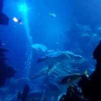 Visit to the London Sealife Aquarium 
