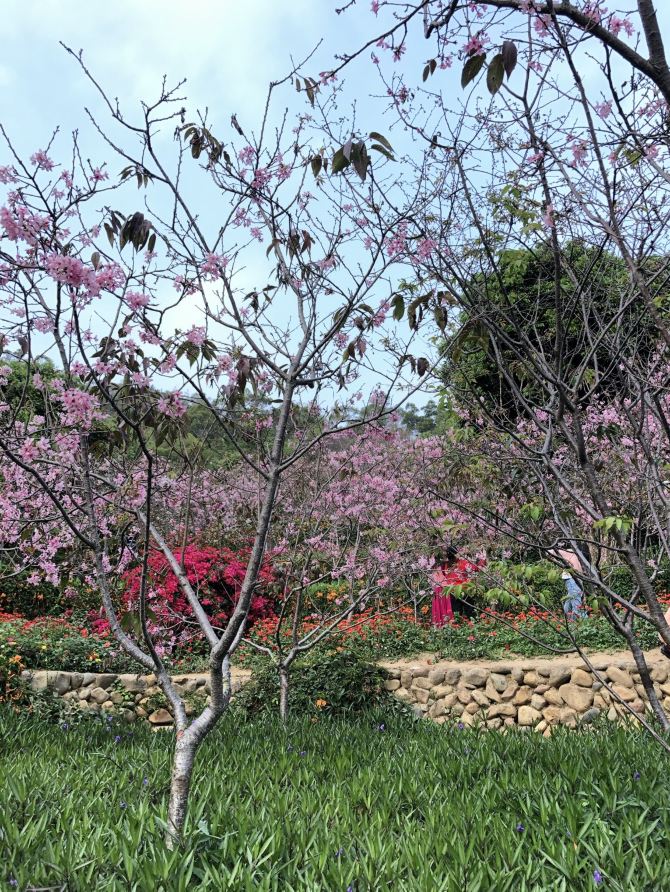 Sakura Blossom in Xiamen 