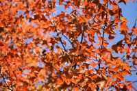 秋冬紅葉楓香林出發打卡啦