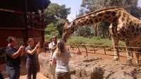 Nairobi Excursion ( Giraffe and Eland)