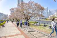 馬車道の桜並木景色