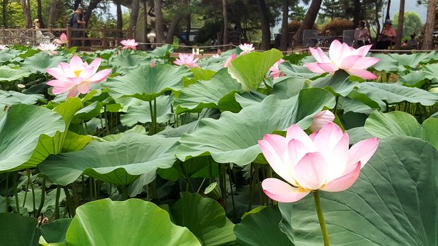 Lotus blooming at Semiwon during Hot summer