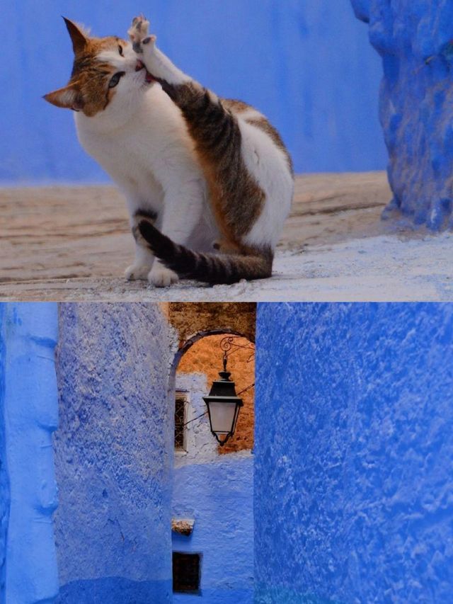 You can always trust the North African blue!!! Chefchaouen town.