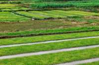 Rice seedlings are actually very beautiful.