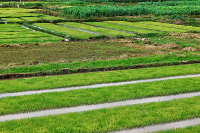 Rice seedlings are actually very beautiful.