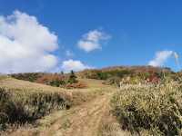 Japan free travel, hike up Mount Ibuki, autumn leaves and miscanthus are equally beautiful.
