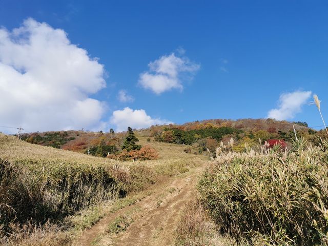 Japan free travel, hike up Mount Ibuki, autumn leaves and miscanthus are equally beautiful.