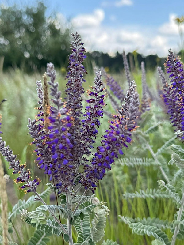 Native Plant ID Workshop | Prairie Restorations Inc
