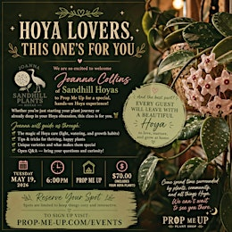 It's Hoya Time – Come Learn About Hoyas | Prop Me Up