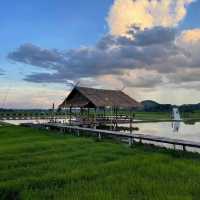 ทุ่งเคียงดอย คาเฟ่กลางทุ่งนา @เชียงราย