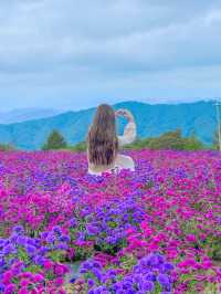 끝없는 보라색, 거창 감악산💜