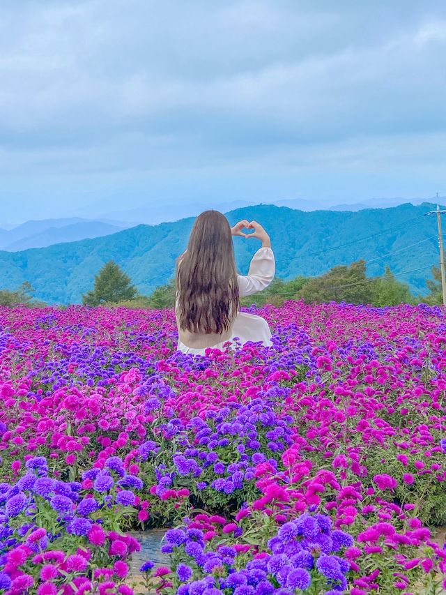 끝없는 보라색, 거창 감악산💜