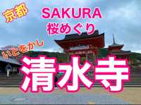 京都　KYOTO SAKURAめぐり❗️まさに、いとをかし清水寺の桜に大満足❗️