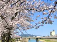 福井県🌸今が満開🌸【足羽川の桜祭り】