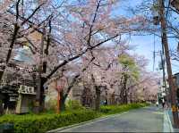京都　KYOTO SAKURA桜めぐり❗️高瀬川沿いの桜に感動❗️