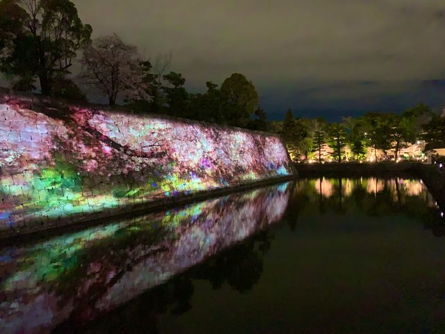 京都　SAKURA 桜めぐり❗️二条城のライトアップされた夜桜に感動❗️