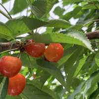 時間無制限😳豊富な種類のさくらんぼ狩🍒