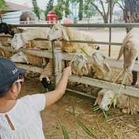 Swiss Sheep Farm in Cha-Am