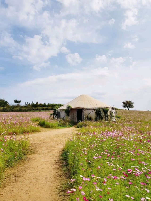 🌸코스모스와 핑크뮬리가 아름다운 당진 아그로랜드 태신목장🐄🐏
