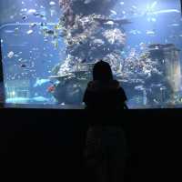 新加坡🇸🇬聖淘沙最大水族館‼️觀賞魚群好地方