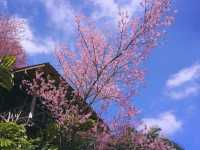 ทริปสีชมพูดอยขุนช่างเคี่ยน