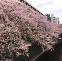 最浪漫既雨～山崎川四季の道櫻花雨