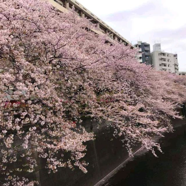 最浪漫既雨～山崎川四季の道櫻花雨